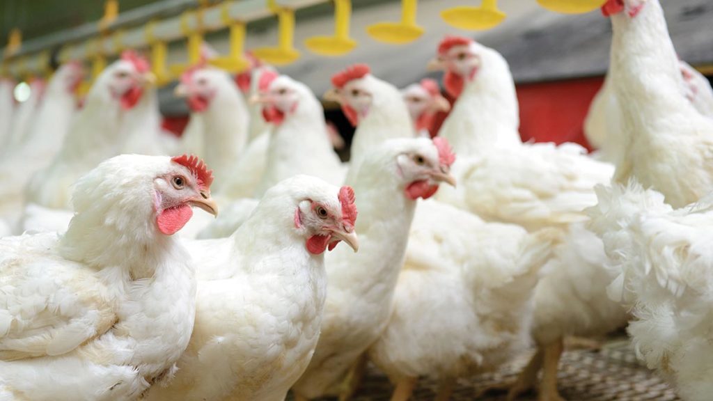 Growing South Africa’s Poultry Exports Quickly